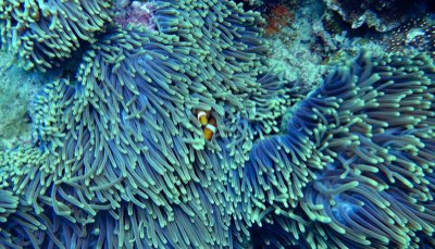 Blue Corner Diving: Match Your Skill to the Site's Demands