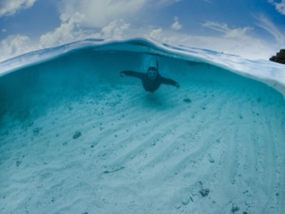 Blue Corner Palau: Guía para tu nivel de buceo y experiencia