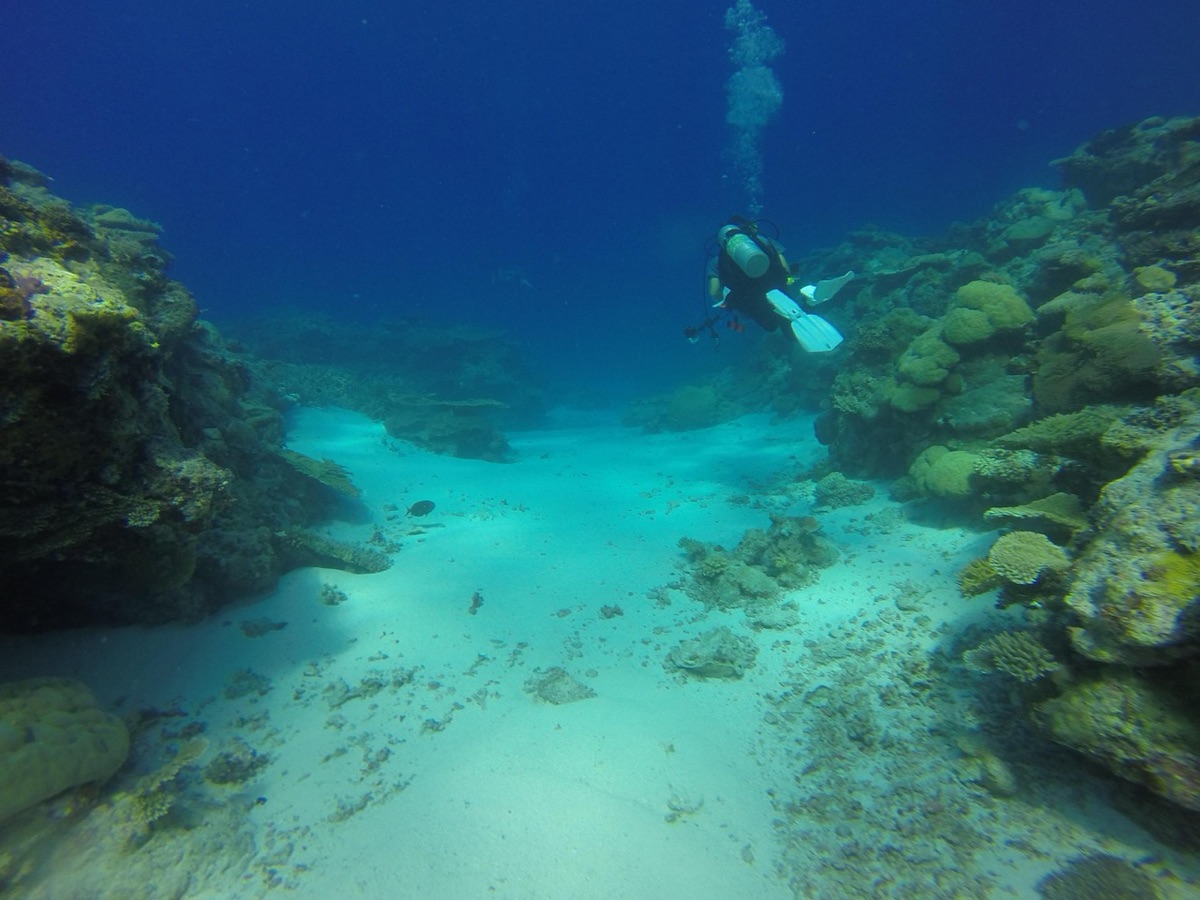 blauwe hoek dolfijnsport: onderwater-reef met divers