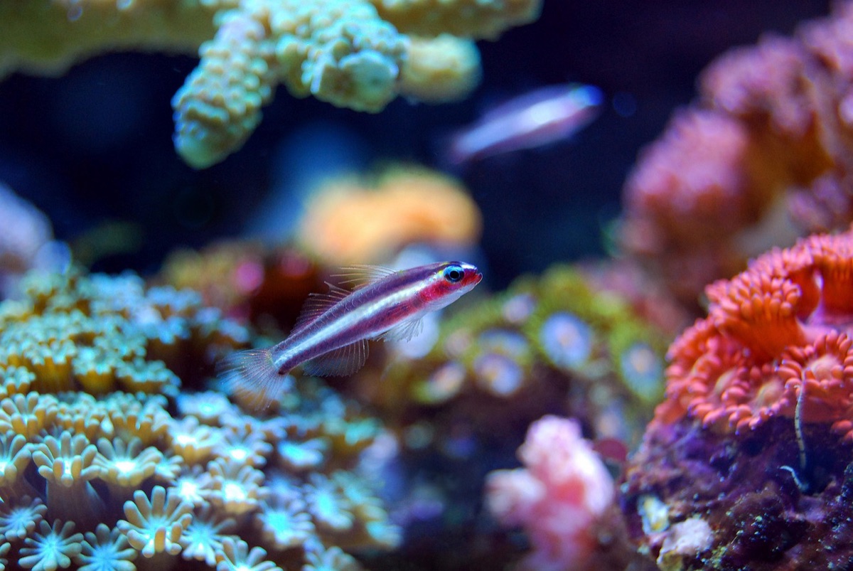 Korallenriff mit farbenfullen Fischen