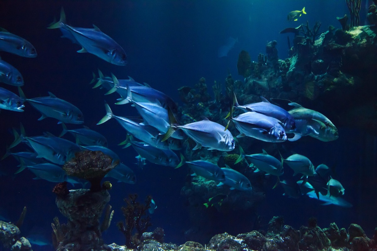 Underwater coral garden