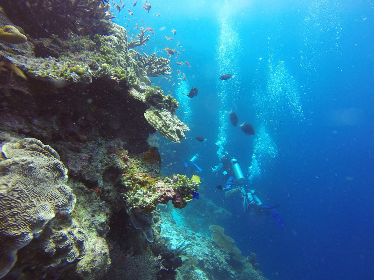 coral reef sous-marin