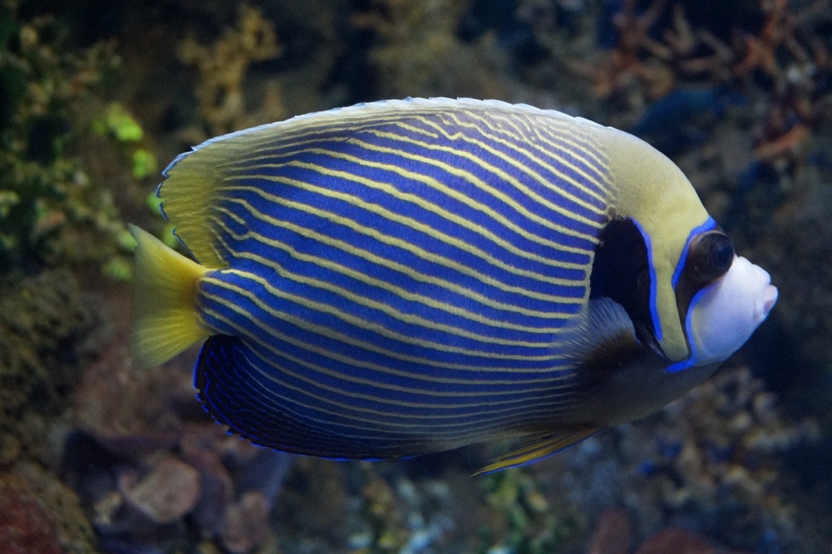 diver nageant avec des poissons