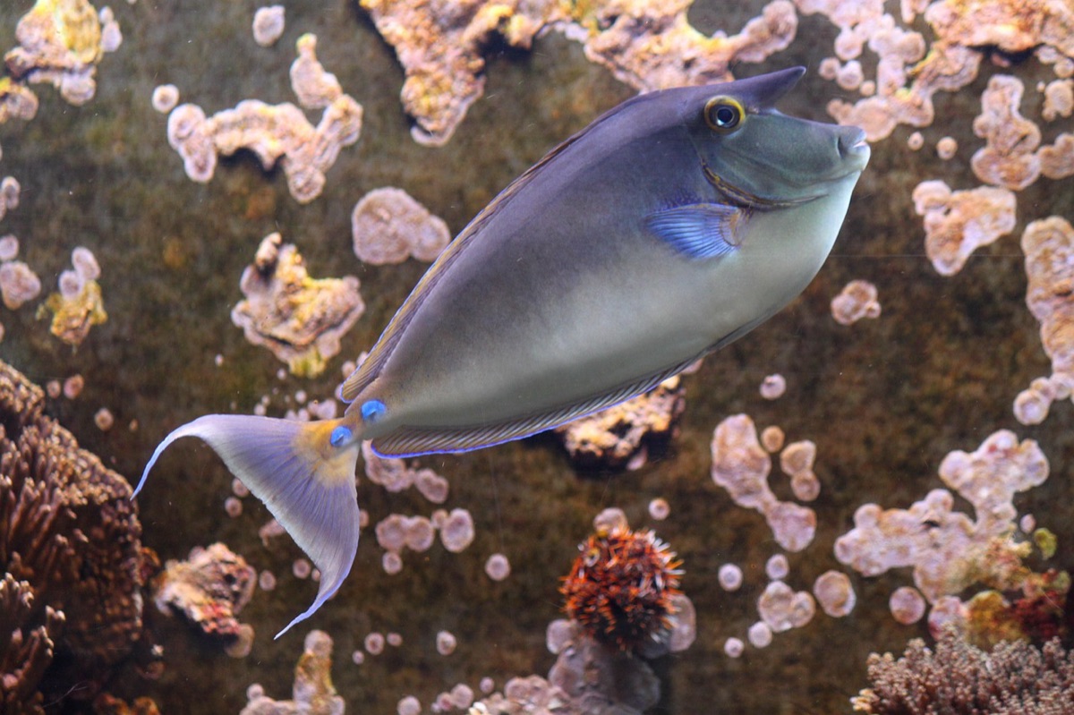 recursos marinhos de palau