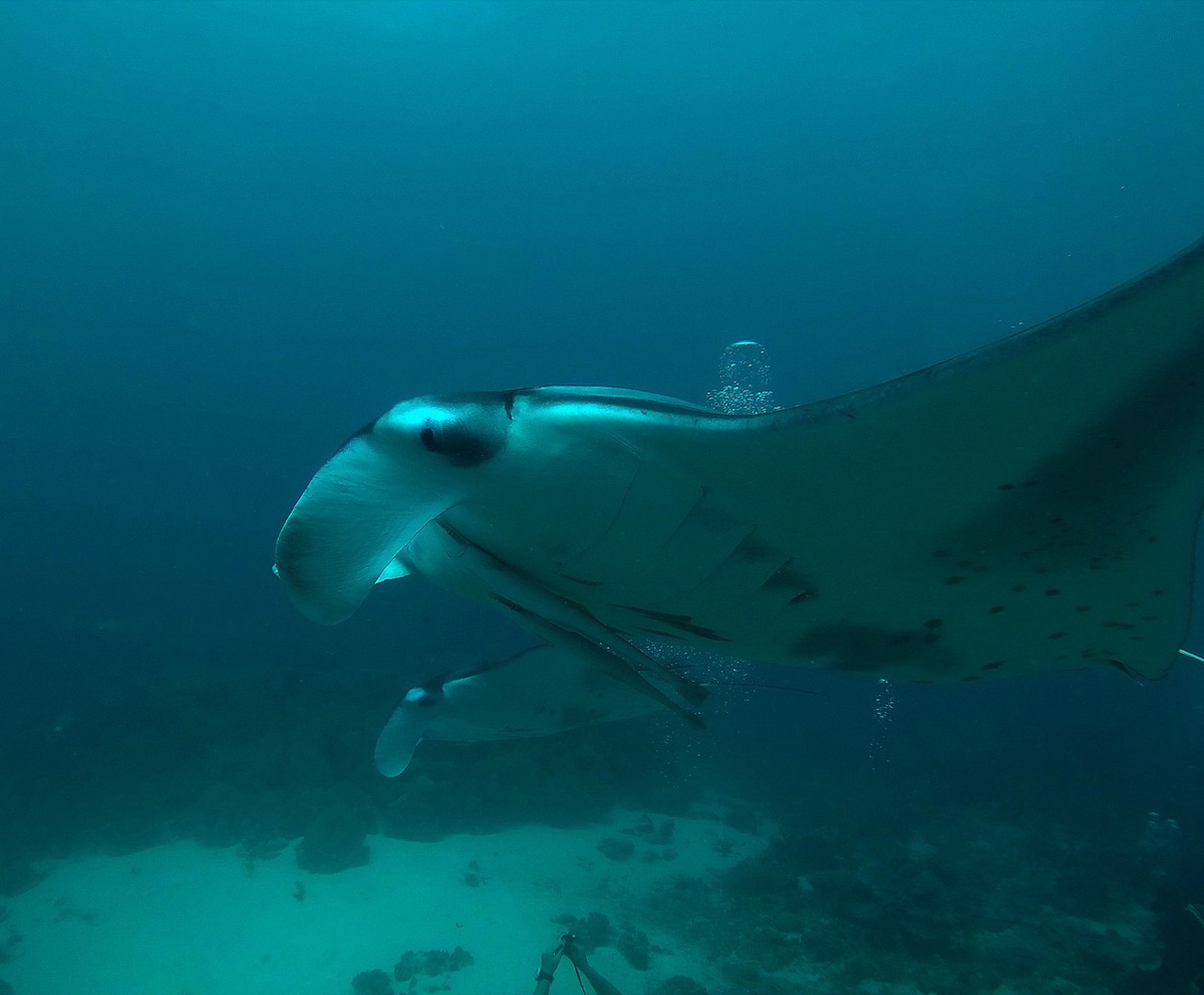 Manta ray swimming in Palau's coral reef