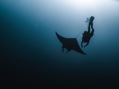 Palau e Mantas: Saiba como otimizar sua busca por este espetáculo