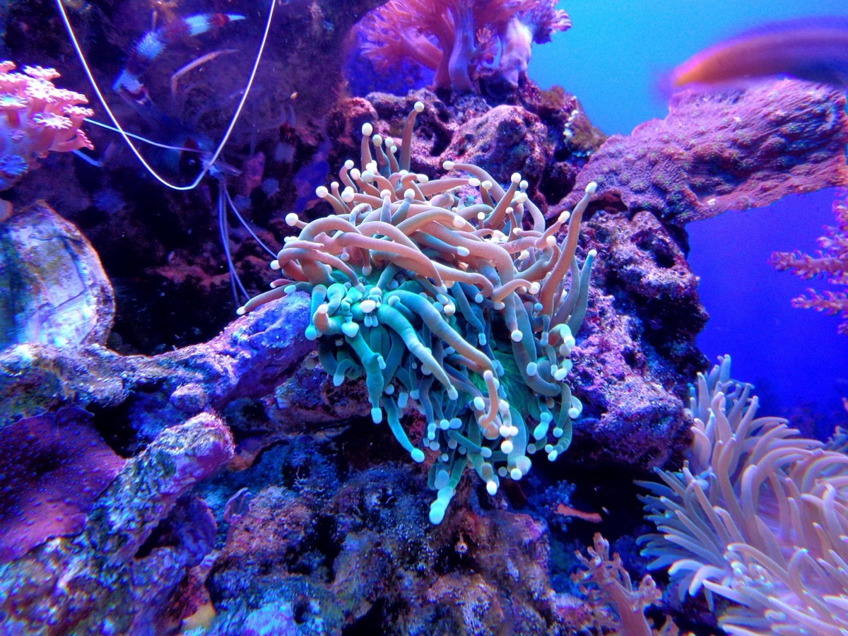 Korallenreif mit Fischen