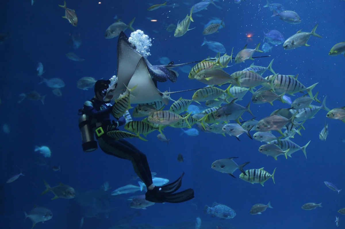 Diver diving into clear water with coral reef in background