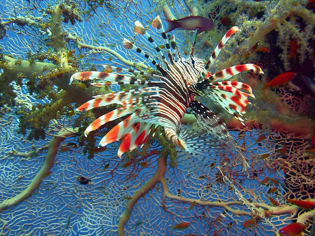 coral reef and fish