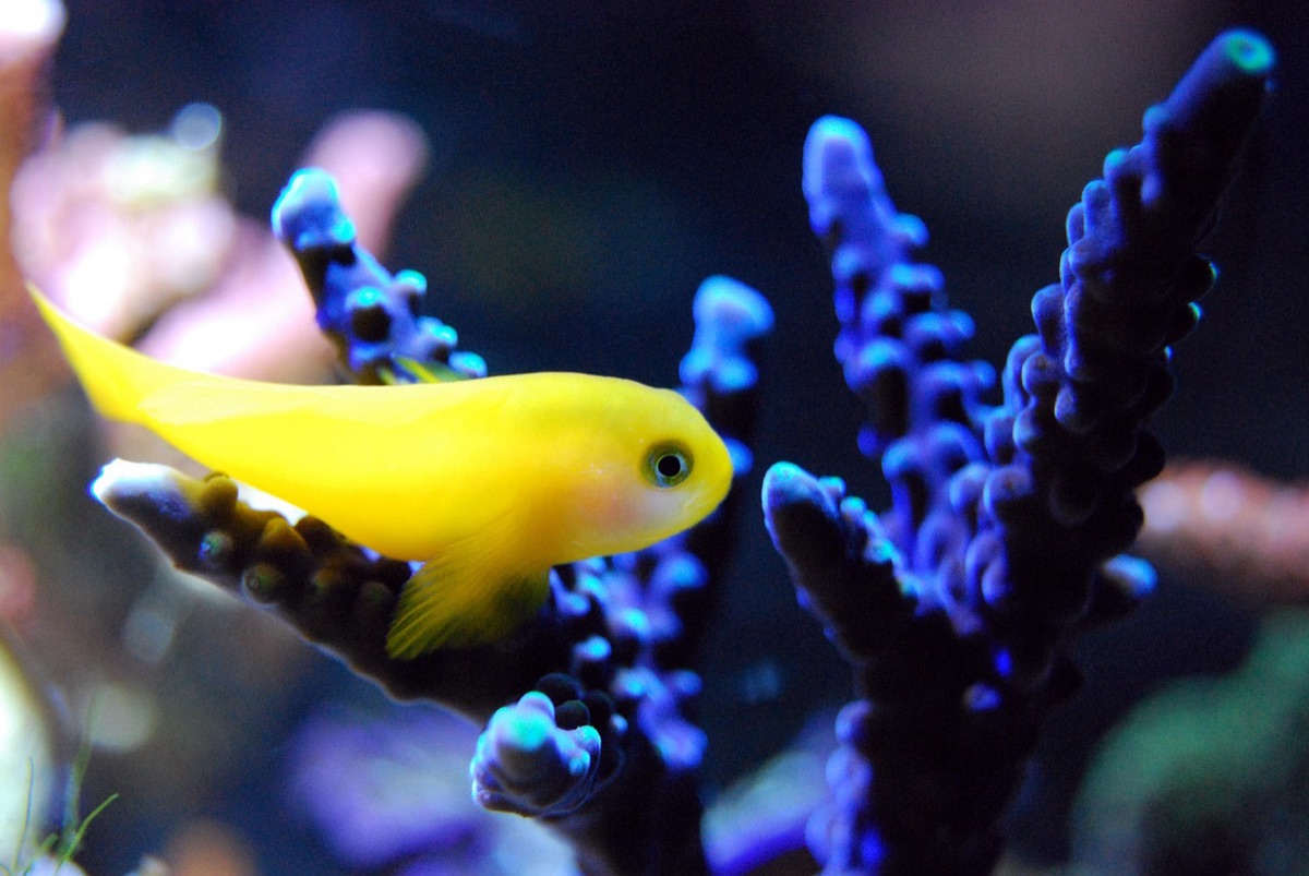 tropical coral reef with fish