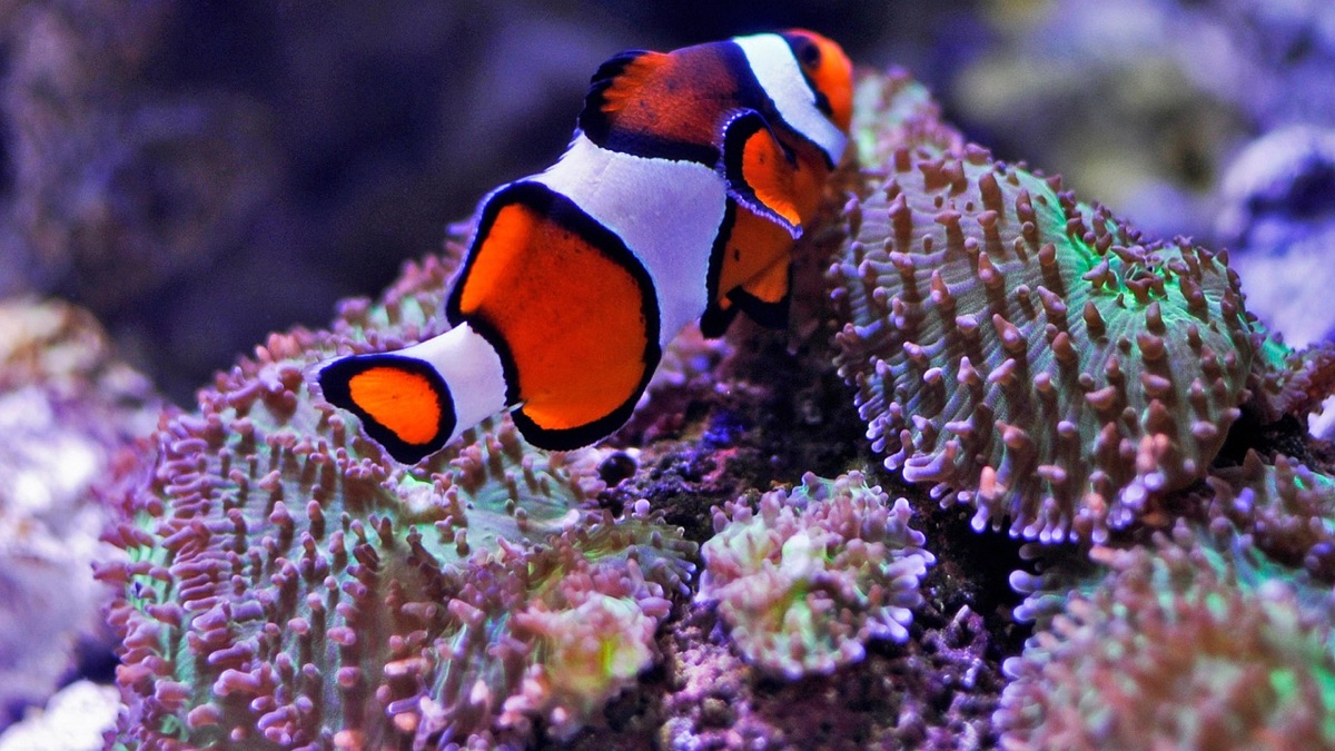 recifé com peixes em palau