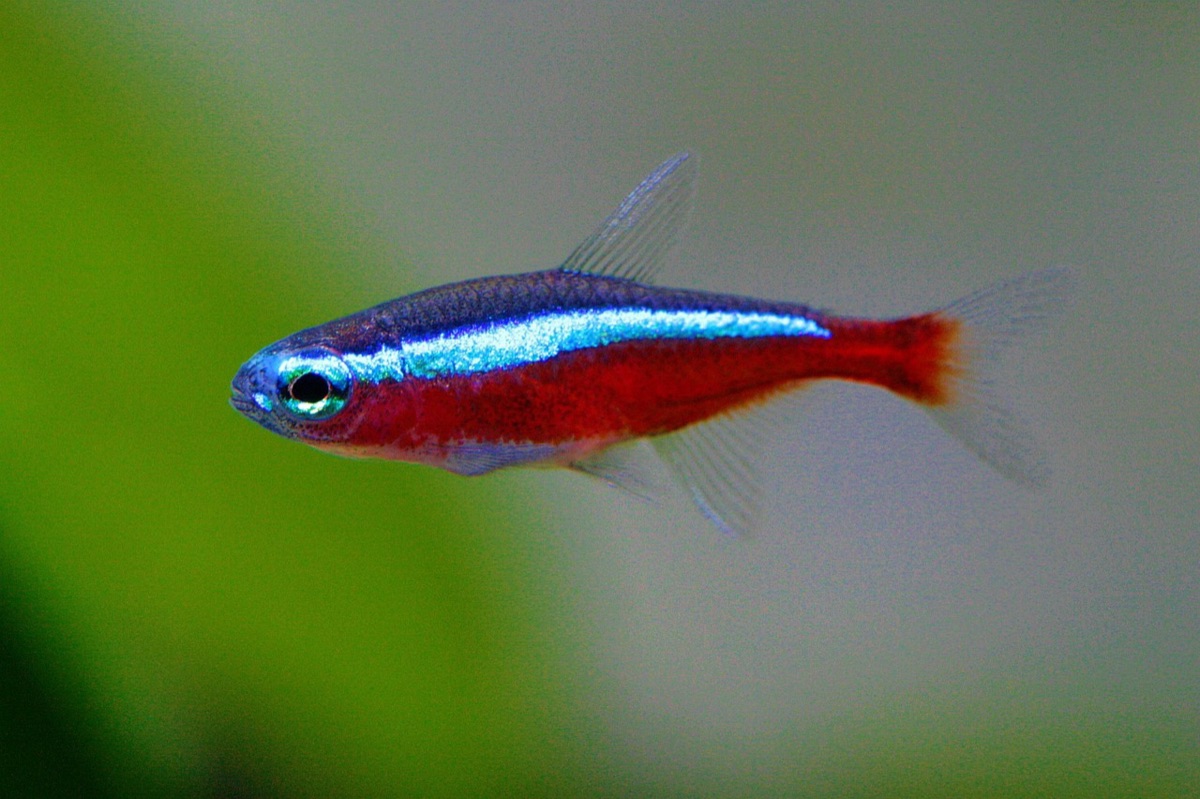 Pescado tropical