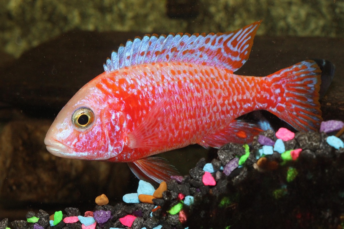 Fois de poissons tropicaux