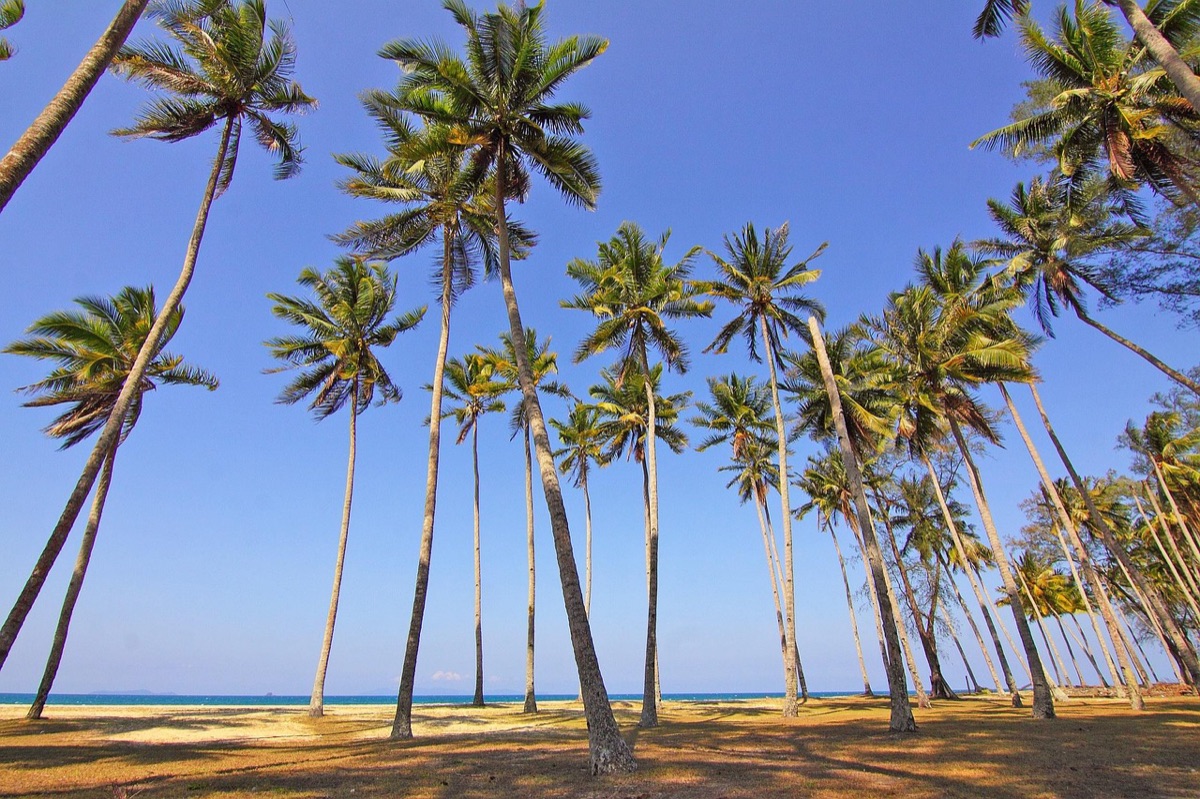 ilha tropical com palmeiras