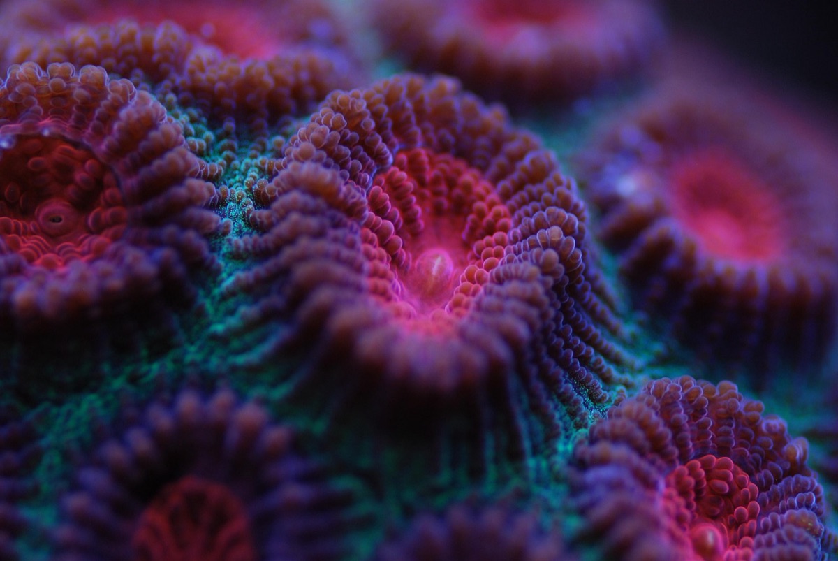 palau coral reef conservation