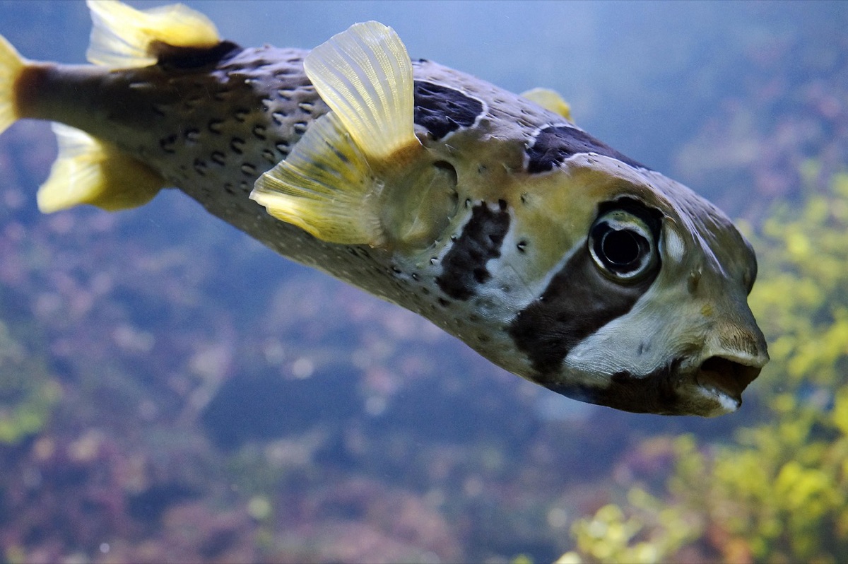 Le pacte de la palau : un reef en pleine splendeur