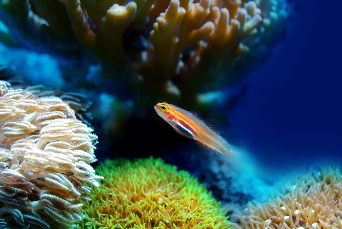 segno sulla riva di un reef in Palau