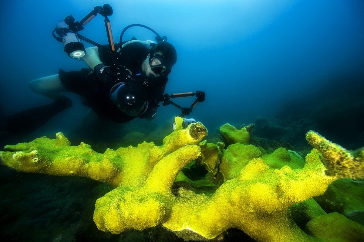 dado de diver em recife com snorkel