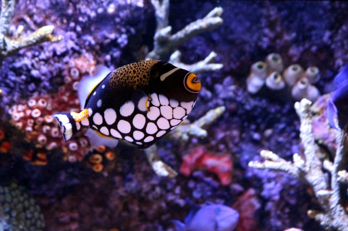 Korallenriff mit tropischen Fischen