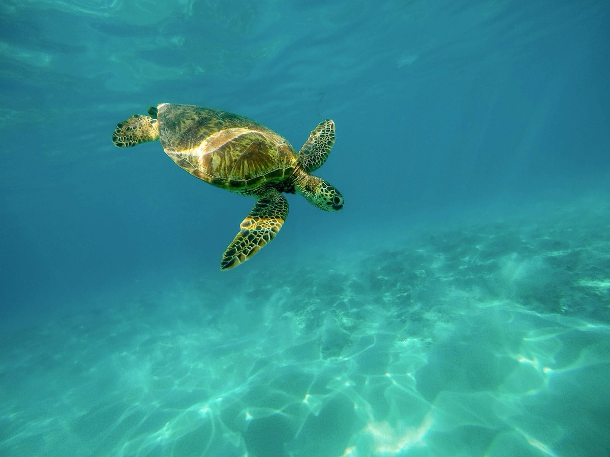 Seeigel in klaren Wasser