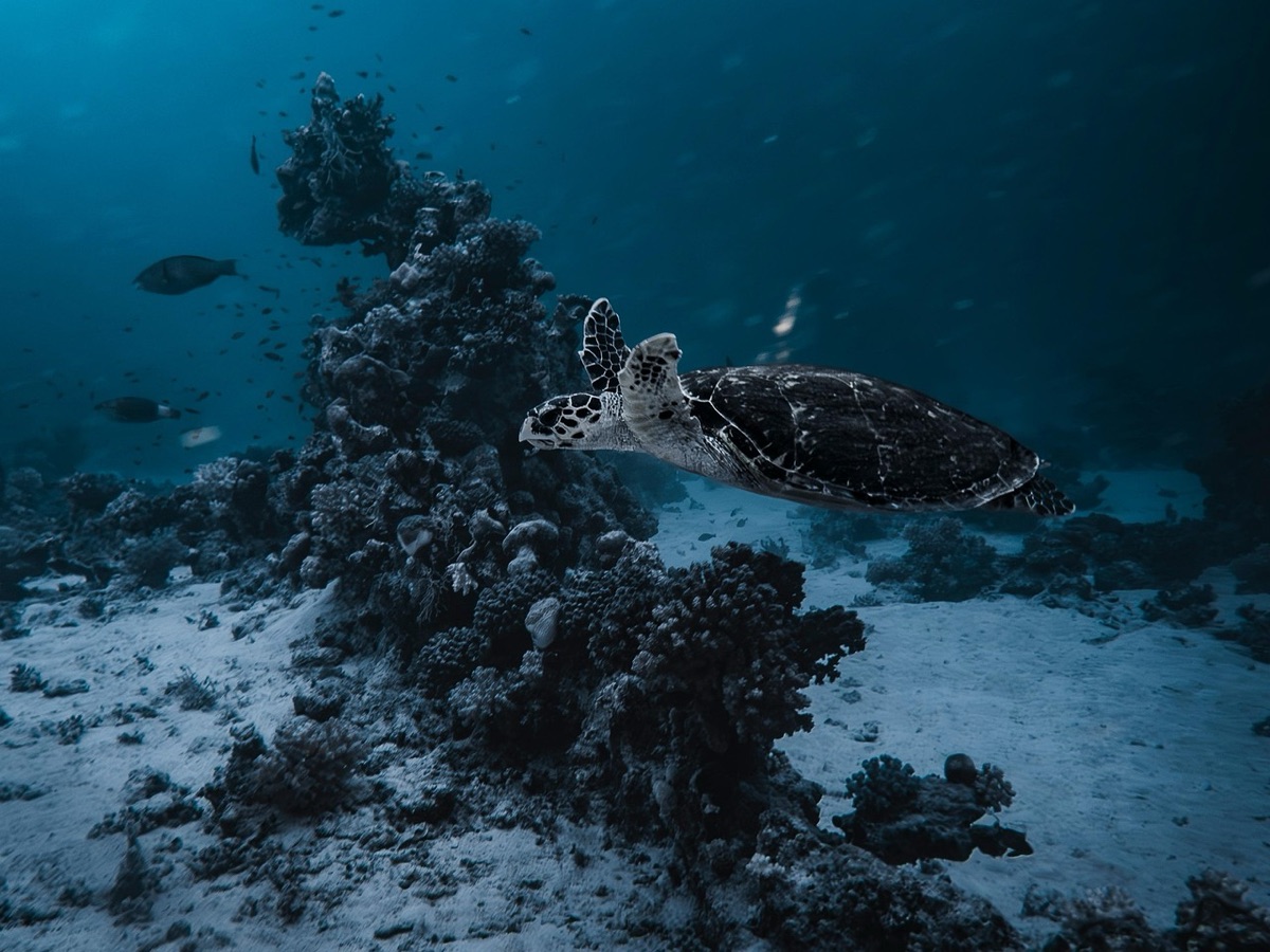 Sea turtle in Palau among vibrant coral ecosystem