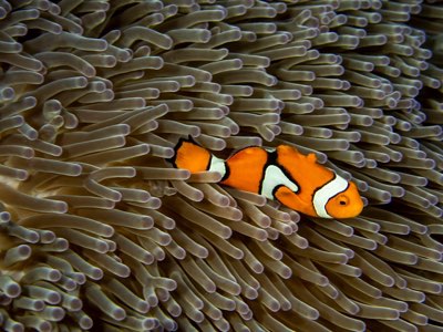 Palau: Santuario Marino Vivo, Biodiversidad Submarina Única