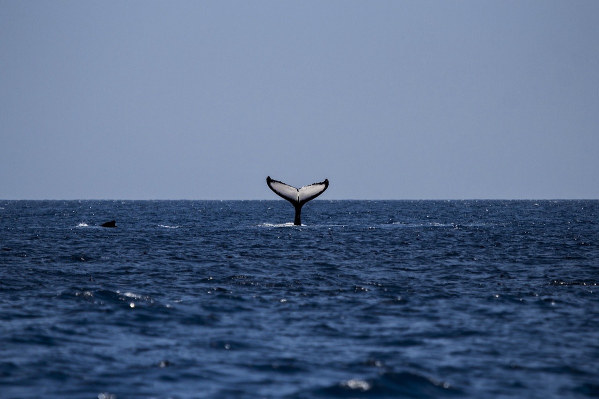 Fauna marina in un ambiente sottomarino di Palau