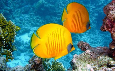訪れる前に知るべき！パラーオの海で最高の瞬間を迎えるには