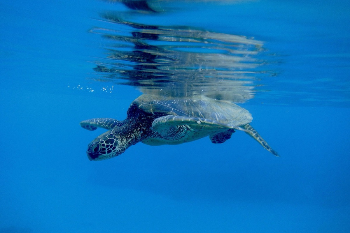 パラオの海：スノーキングで見る海の生き物