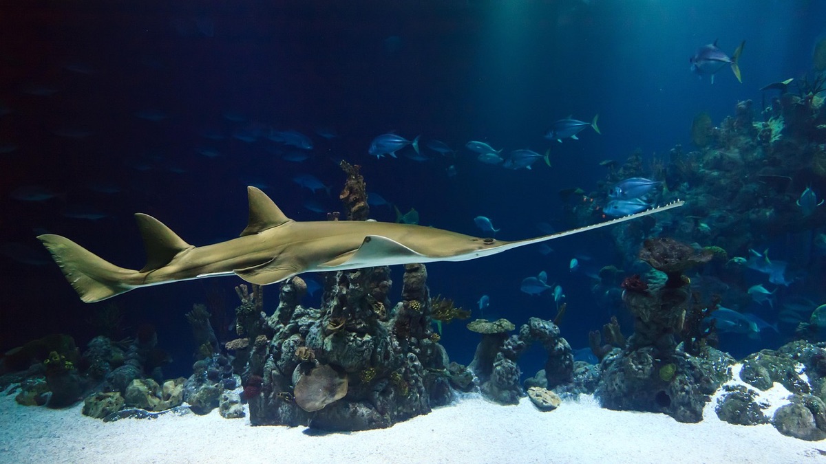Palau coral reef with fish
