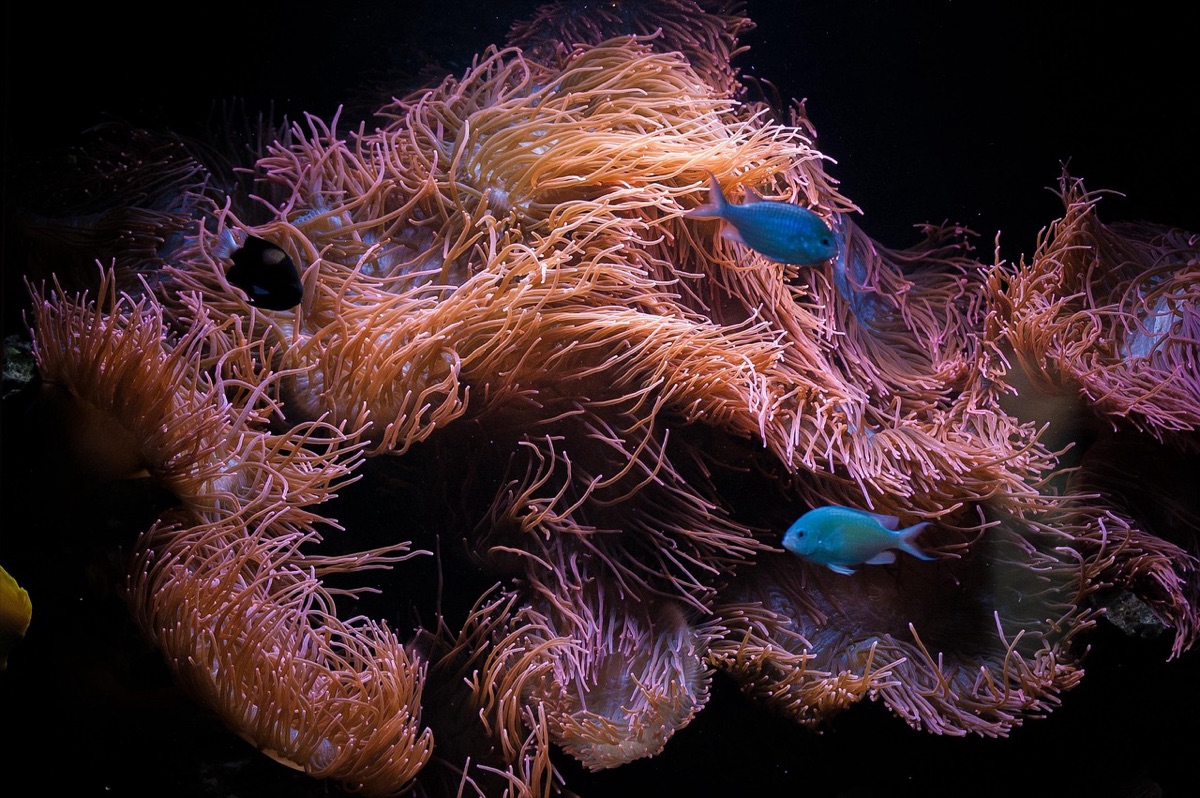 coral reef with colorful fish