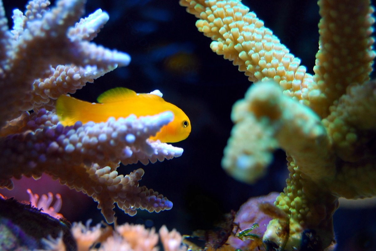 珊瑚礁與魚類
