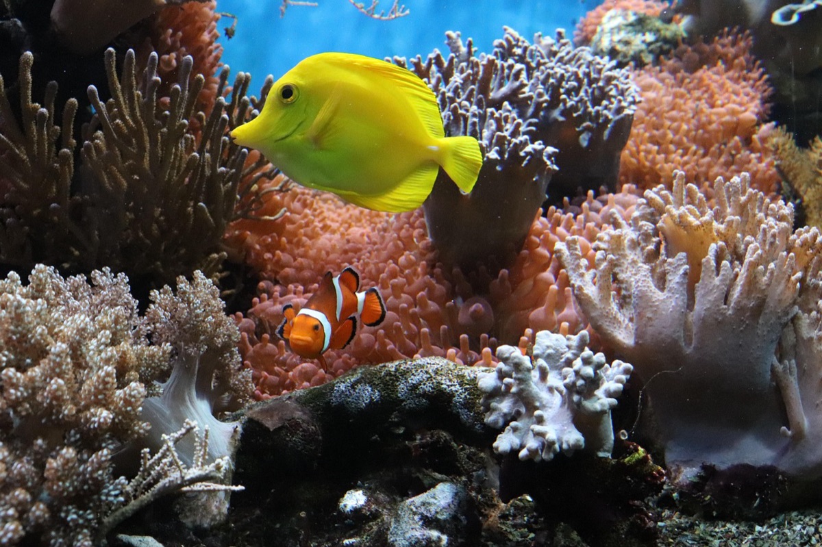 Coral reef with tropical fish in Palau