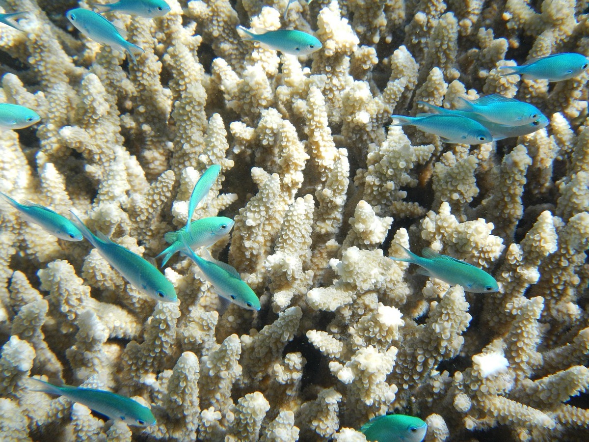 buceador en arrecifes de coral