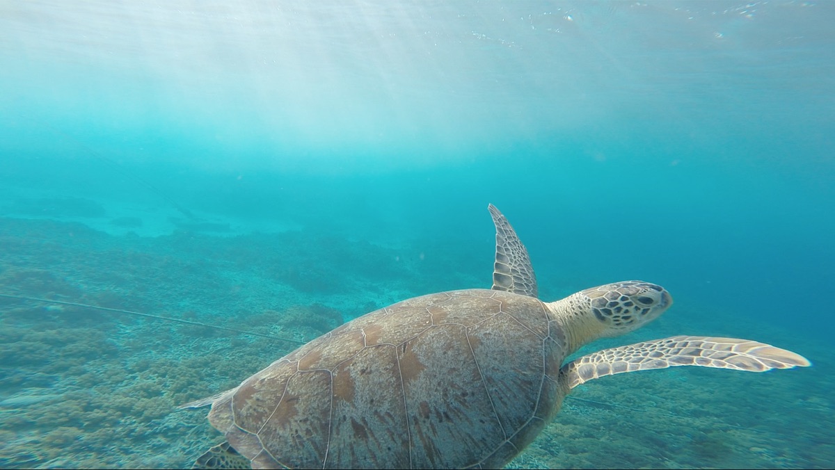 tortue de mer en nage