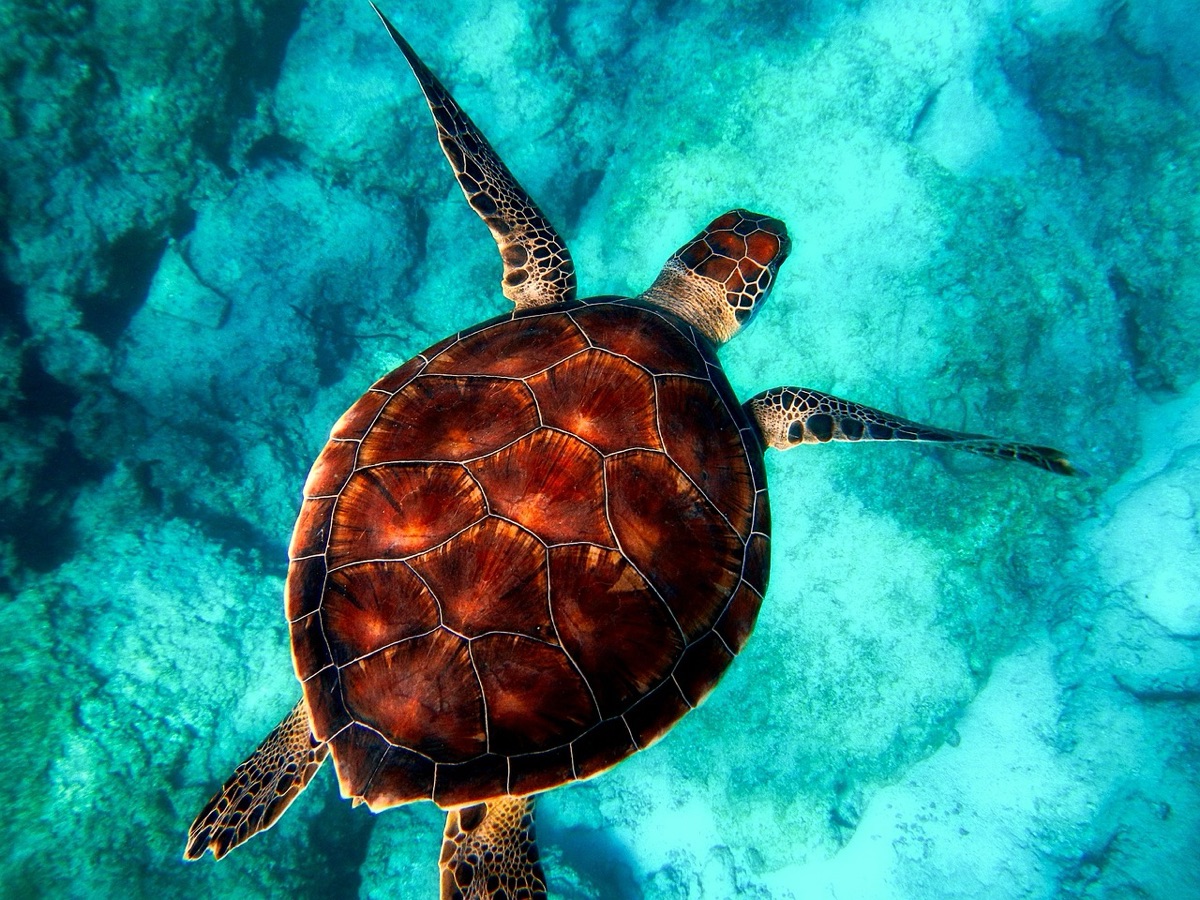 パラウの水下海洋生物