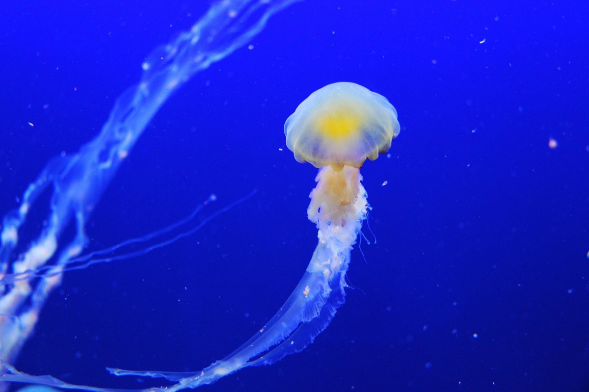 水下生態系的多樣生物