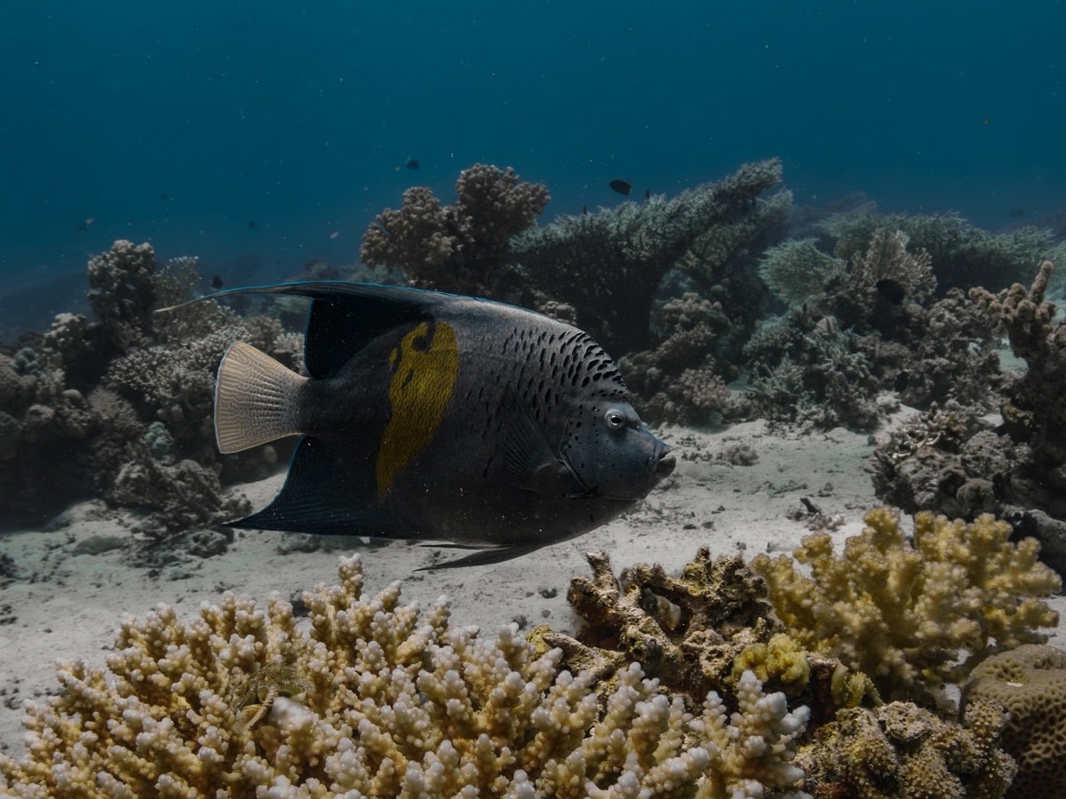 underwater coral reef with fish