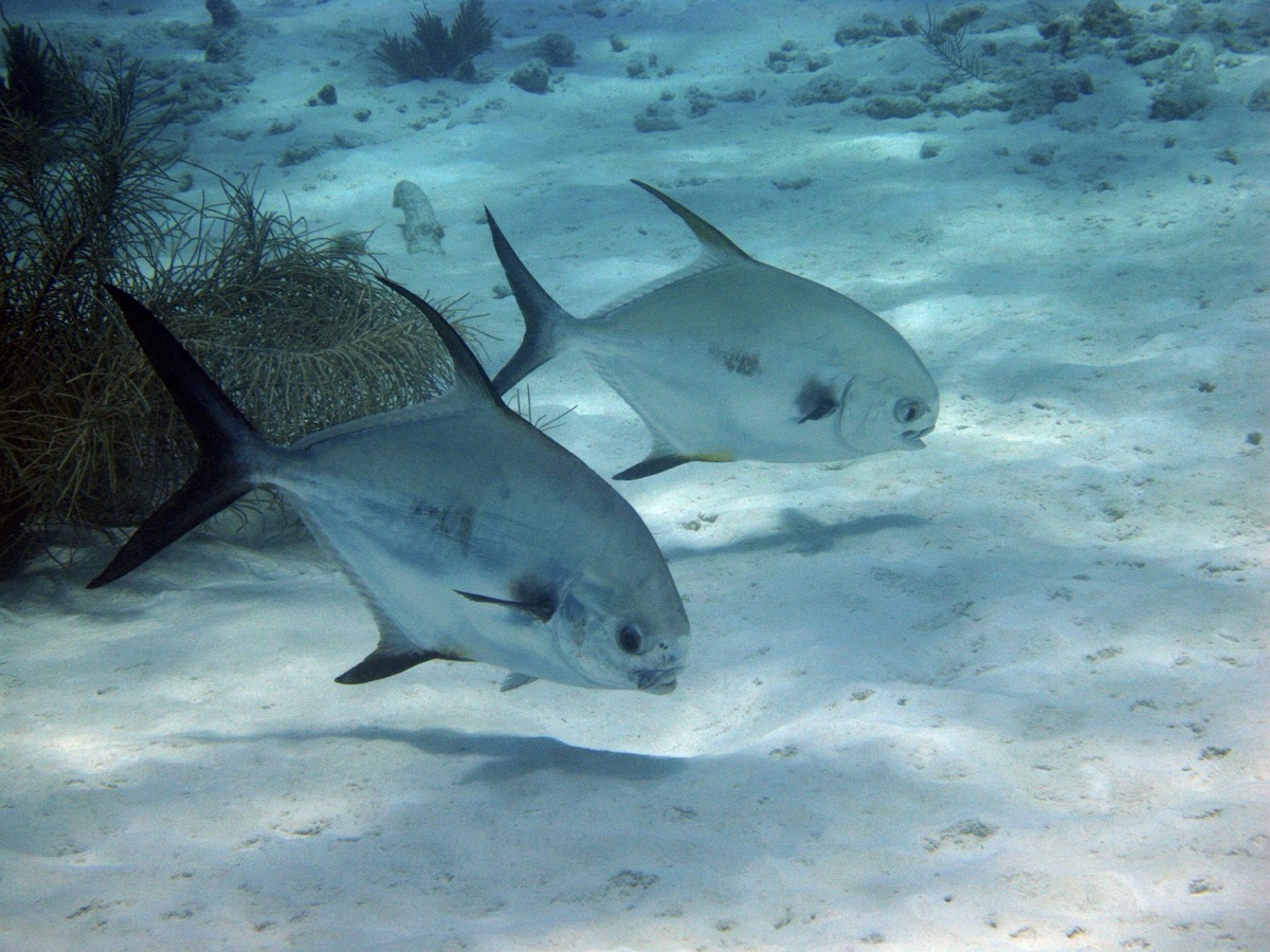 underwater snorkeling with fish