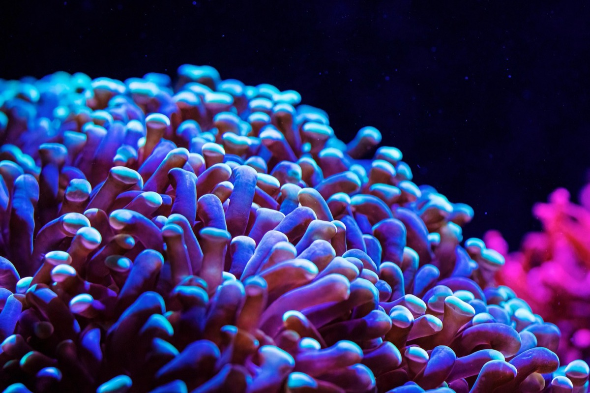 coral reef under water