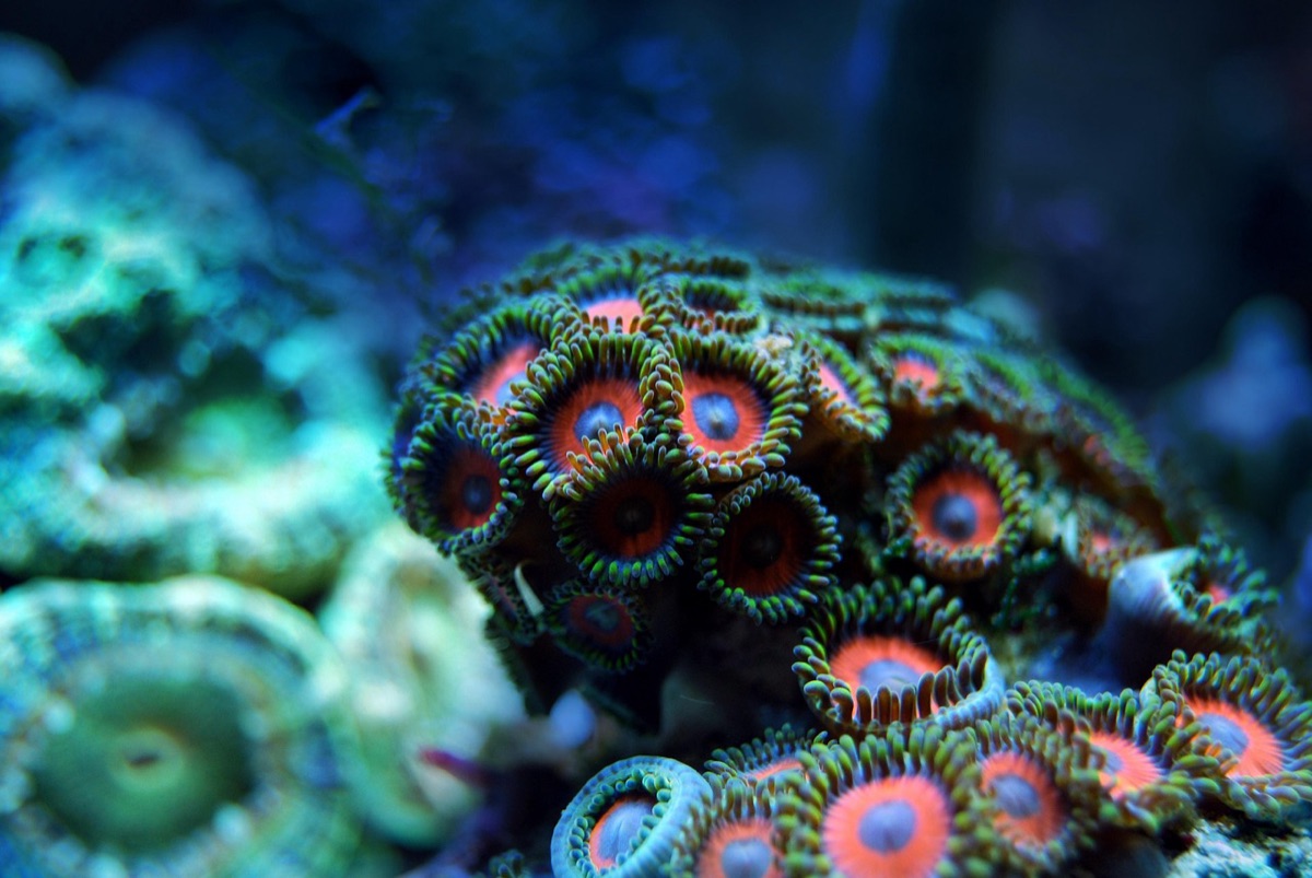 水下珊瑚礁：多樣的海洋生物