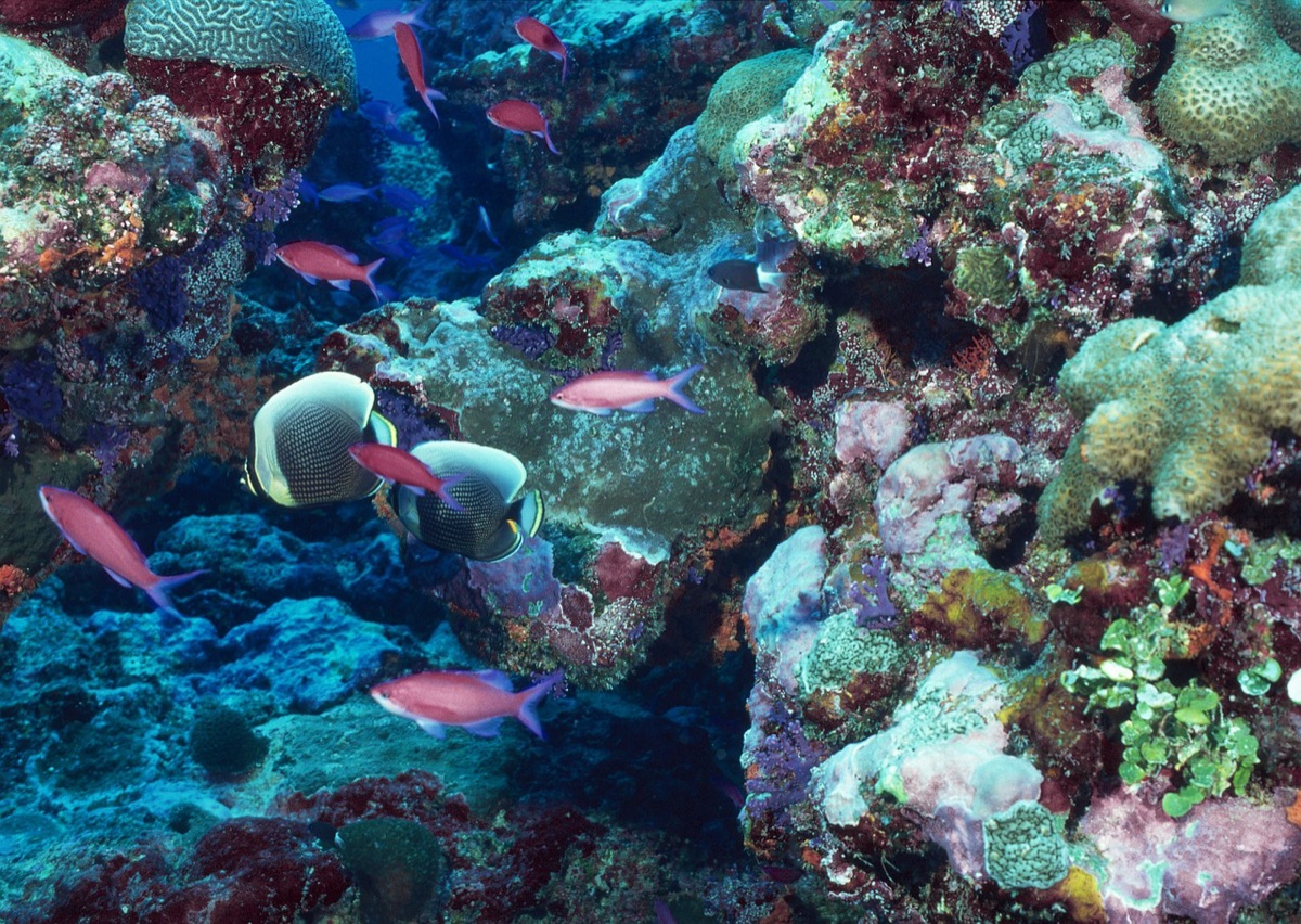 Korallenriff mit Schild, das 'Marine Protected Area' beschriftet