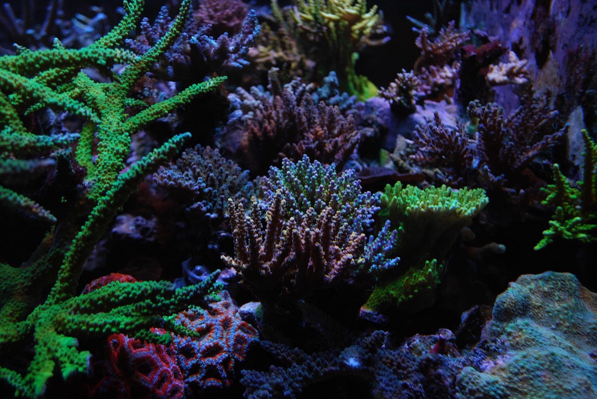 signs on coral reef
