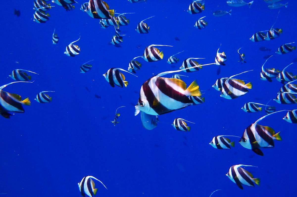 Dive mask and snorkel for coral reef exploration