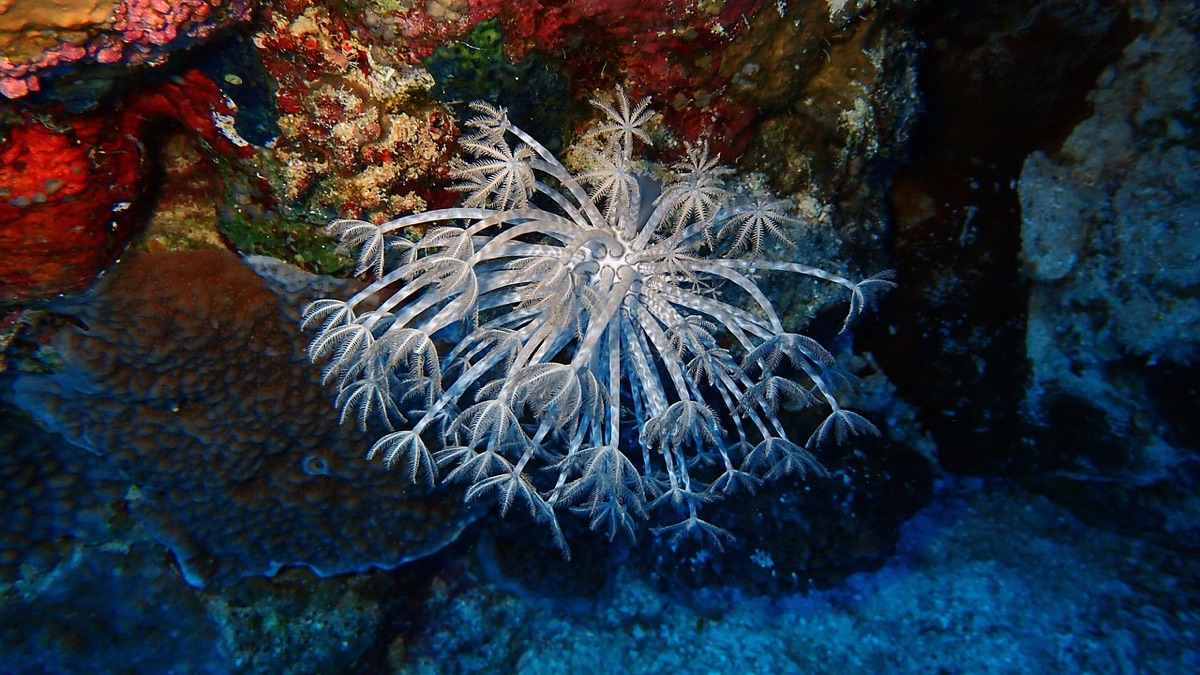 Rifugio marino: reef with fish