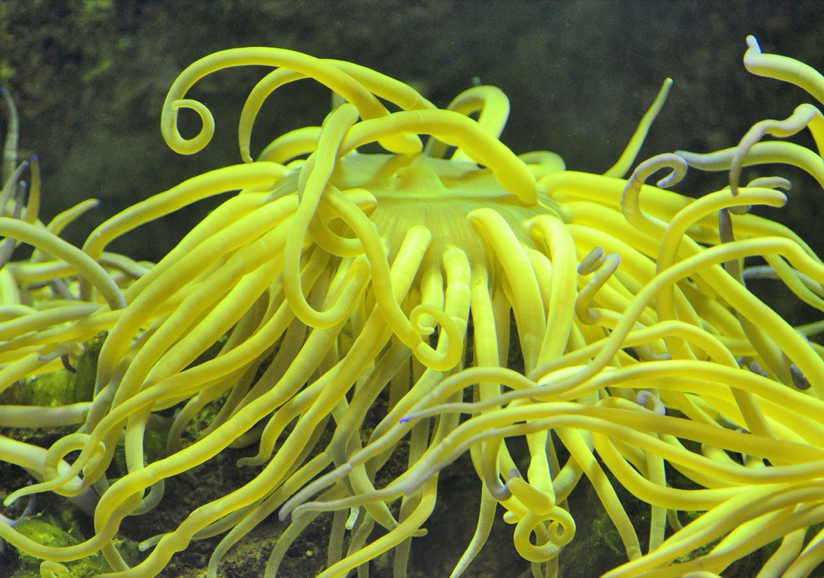 coral reef with fish and sea anemones