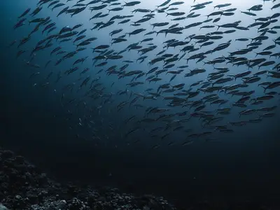 Was beeinflusst die Tauchzeit an den Korallen in Palau?