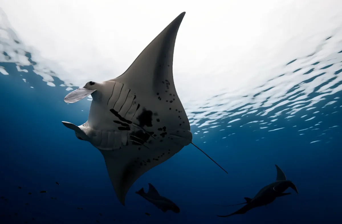 インドネシアの西南パ Papua の深い青い水の中でのマンタ ray が美しい様子