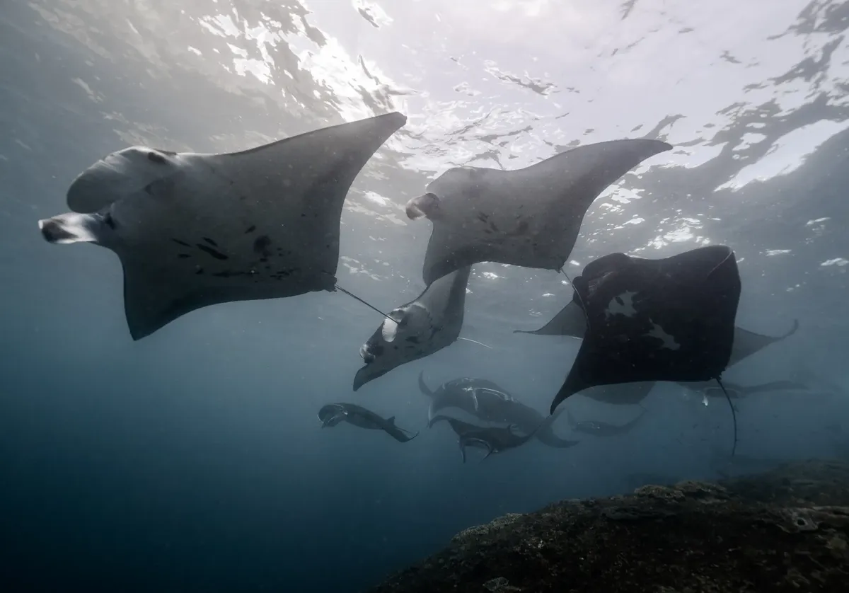 インドネシアのバリの澄んだ水の中でのマンタ ray が美しい様子