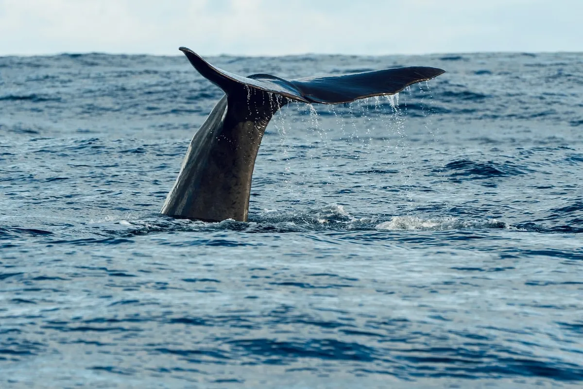 whale, sea, ocean, fin, tail, blue, nature, wildlife, mammal, marine life, sperm whale, whale tail, water, beautiful, calm, prey, splash, dive, vacation, observ